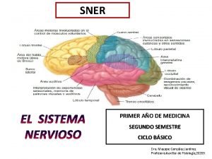 Sistema nervioso central conclusion