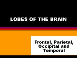 LOBES OF THE BRAIN Frontal Parietal Occipital and