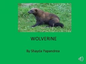 Wolverine animal life cycle