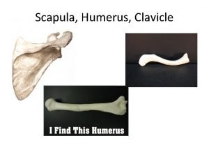 Scapula Humerus Clavicle Scapula 1 Spine Scapula 1