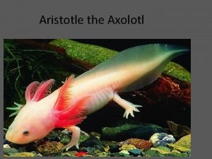 Aristotle axolotl