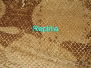 Characteristics of reptilia