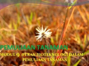 PEMULIAAN TANAMAN MODUL 9 PERAN BIOTEKNOLOGI DALAM PEMULIAAN