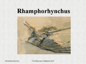 Rhamphorhynchus The Pterosaur Database 2007 Lithographic Limestone Rhamphorhynchus