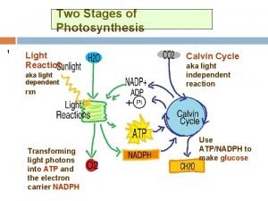 Two stages of photosynthesis