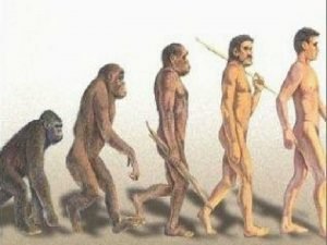 Evolution of Man Kingdom Animal u Phylum Chordate