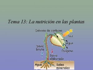 Tema 13 La nutricin en las plantas La