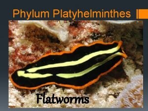 Flatworm phylum