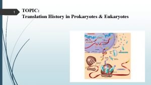 Translation prokaryotes