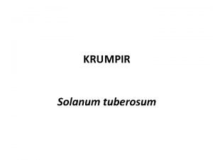 KRUMPIR Solanum tuberosum GENCENTAR peruanske Ande UPORABA ishrana