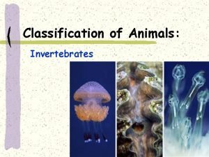 Classification of Animals Invertebrates Animal Characteristics Manycelled organisms