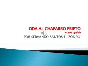 Chaparro prieto