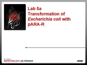Lab 5 a Transformation of Escherichia coli with