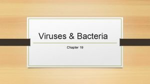 Viruses Bacteria Chapter 19 Studying Viruses Prokaryotes Virus