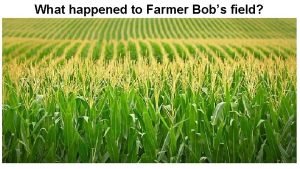 Farmer bobs