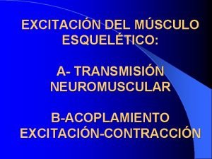 EXCITACIN DEL MSCULO ESQUELTICO A TRANSMISIN NEUROMUSCULAR BACOPLAMIENTO