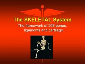 The SKELETAL System The framework of 206 bones