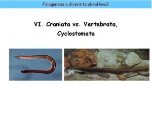 Fylogeneze a diverzita obratlovc VI Craniata vs Vertebrata