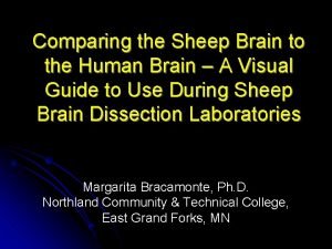 Sheep brain superior view