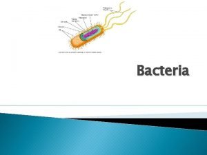 Where do archeabacteria live