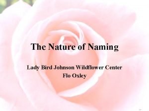The Nature of Naming Lady Bird Johnson Wildflower