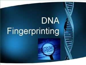 DNA Fingerprinting DNA Structure Review Double stranded helix