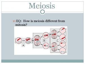 Meiosis EQ How is meiosis different from mitosis
