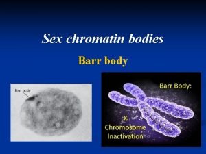 Sex chromatin bodies Barr body Organism n n