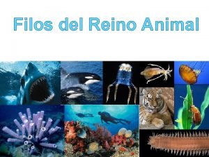 Dioico animales