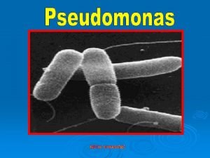 Pseudomonas spp dibagi menjadi 2 kelompok 1 Kelompok