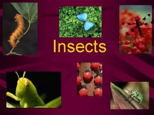 I insects