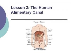 Alimentary canal diagram