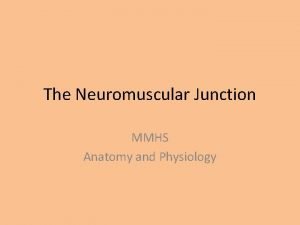 The Neuromuscular Junction MMHS Anatomy and Physiology NMJ