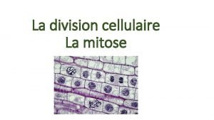 La division cellulaire La mitose Marie lge de