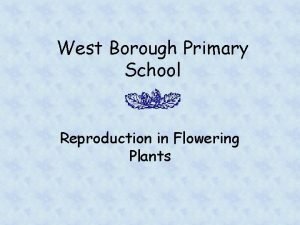 West Borough Primary School Reproduction in Flowering Plants