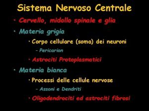 Sistema Nervoso Centrale Cervello midollo spinale e glia