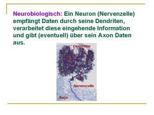 Neurobiologisch Ein Neuron Nervenzelle empfngt Daten durch seine