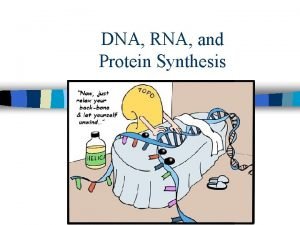 DNA RNA and Protein Synthesis DNA and RNA