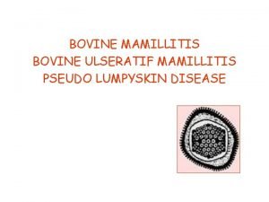 BOVINE MAMILLITIS BOVINE ULSERATIF MAMILLITIS PSEUDO LUMPYSKIN DISEASE