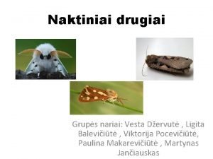 Naktiniai drugiai Grups nariai Vesta Dervut Ligita Baleviit