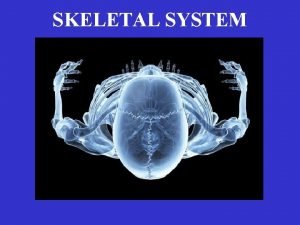 SKELETAL SYSTEM SKELETAL SYSTEM Organs bones SKELETAL SYSTEM
