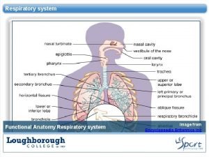 Functional anatomy of the respiratory system