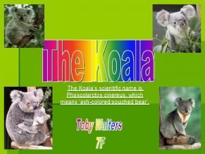 Koalas scientific name