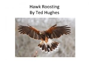 Ted hughes hawk roosting