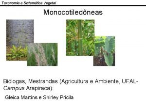 Taxonomia e Sistemtica Vegetal Monocotiledneas Bilogas Mestrandas Agricultura