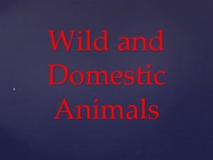 Wild and Domestic Animals Domestic Animals Cat It