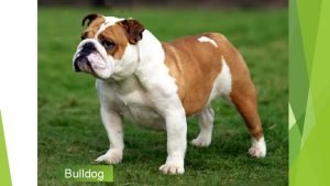 Bulldog AKC Recognized Colors 10 recognized colors wide