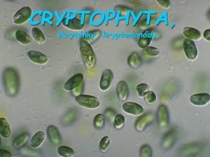 Cryptophyta