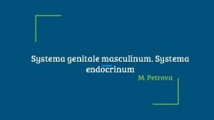 Systema genitale masculinum Systema endocrinum M Petrova Male