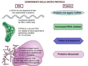 Che cos'è rna